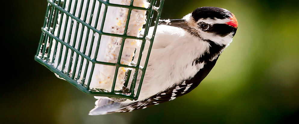 Downy Woodpecker