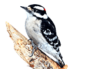 Downy Woodpecker