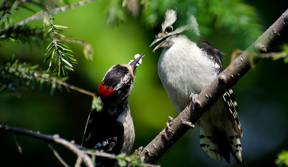 Downy Woodpecker feeds its young