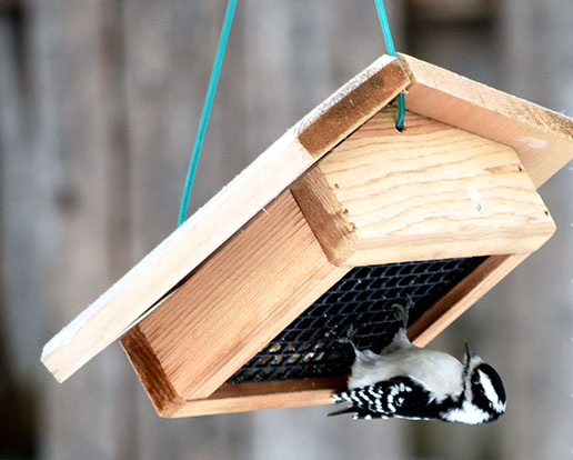 downy woodpecker at upside down suet feeder