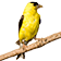 American Goldfinch