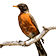 American Robin