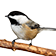 Black-capped Chickadee