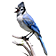 Blue Jay