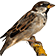 House Sparrow