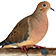 Mourning Dove