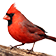 Northern Cardinal