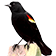 Red-winged Blackbird