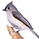 Tufted Titmouse