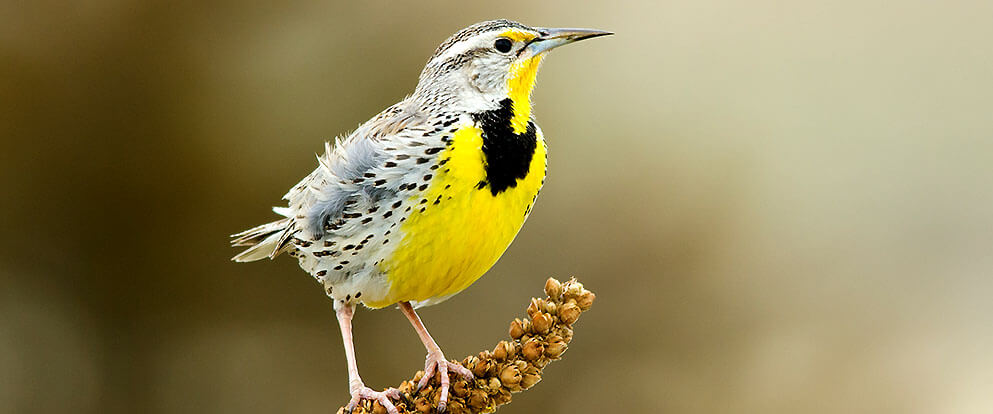 Western Meadowlark