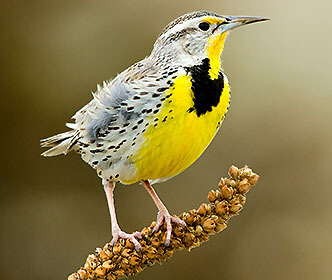 Western Meadowlark