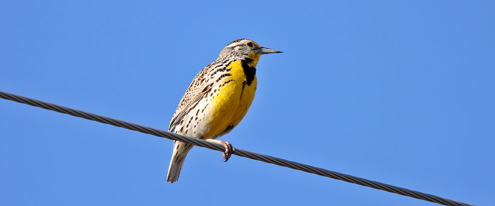 Western Meadowlark on a line
