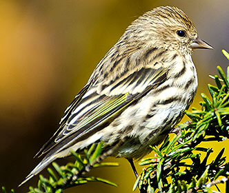 Pine Siskin