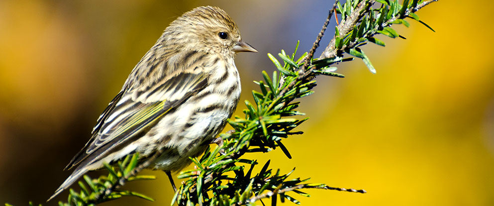 Pine Siskin