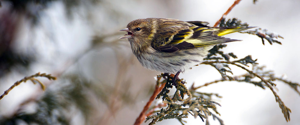 beautiful pine siskin bird on a branch