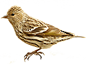 Pine Siskin