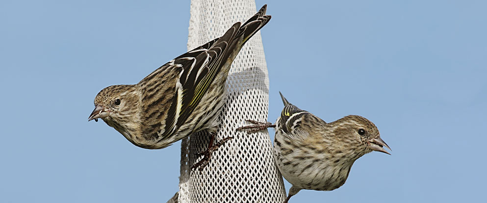 pine siskins eating at a bird feeder