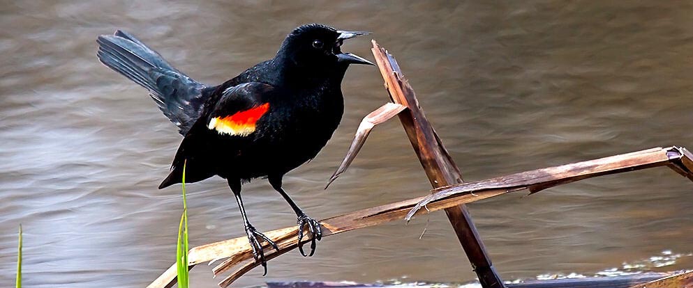 Red-Winged Blackbird