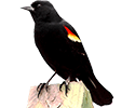 Red-Winged Blackbird