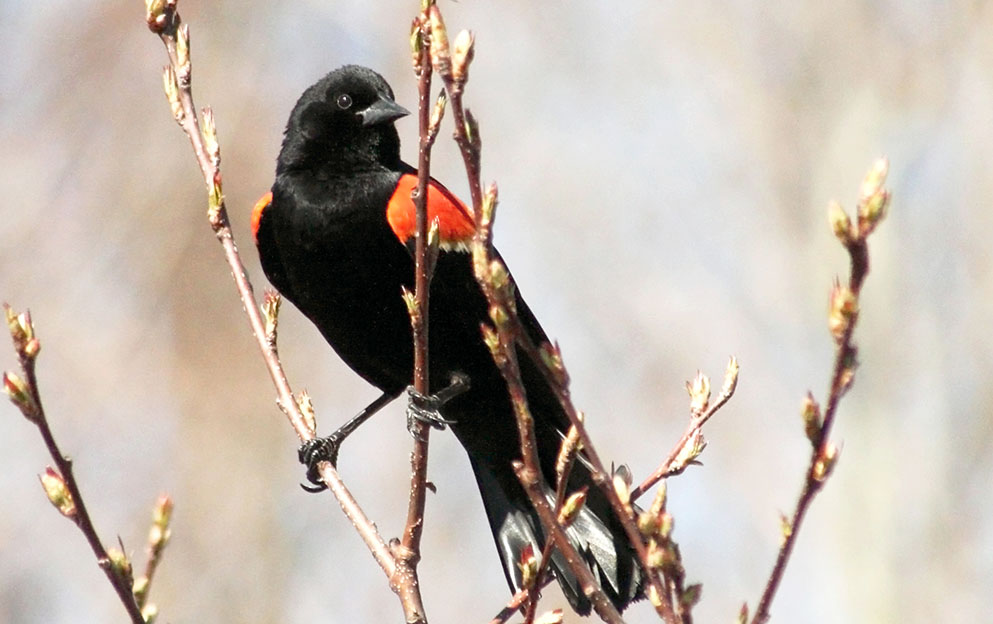 Red-winged blackbird watching over his nesting area