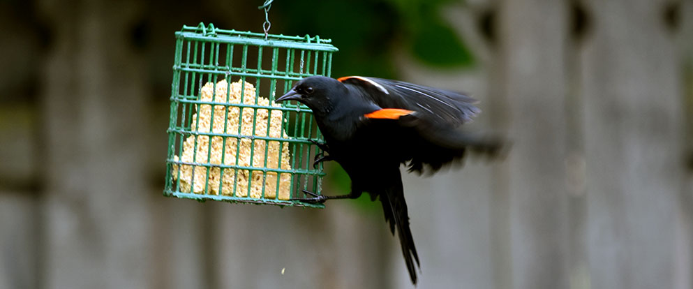 red-winged blackbird landing at a suet feeder