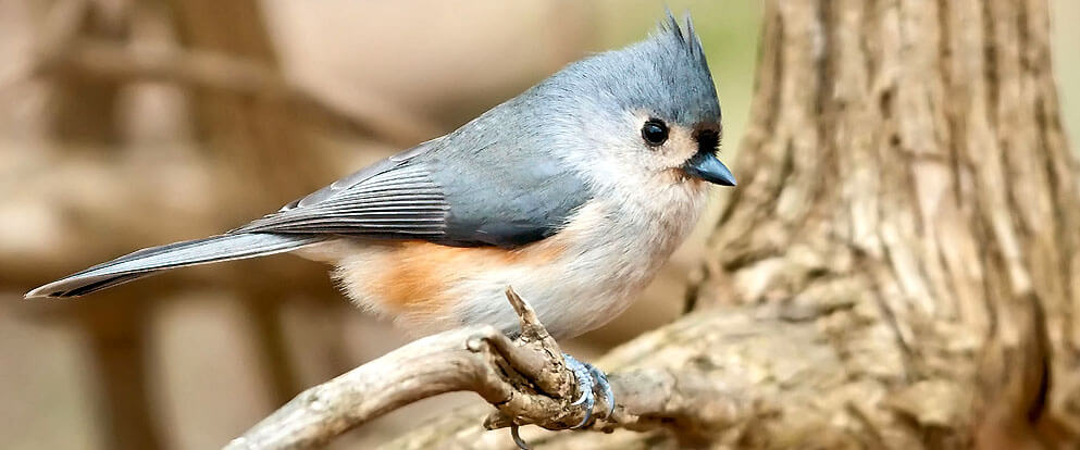 Tufted Titmouse
