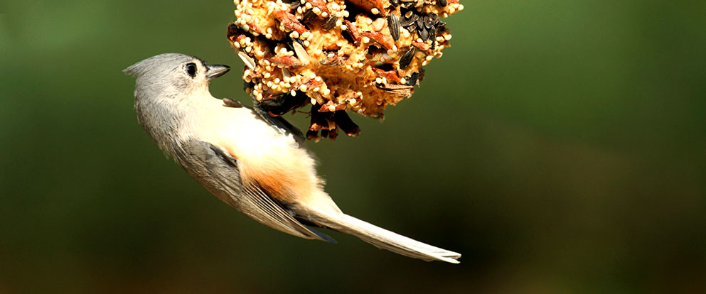 tufted titmouse on suet bird feeder