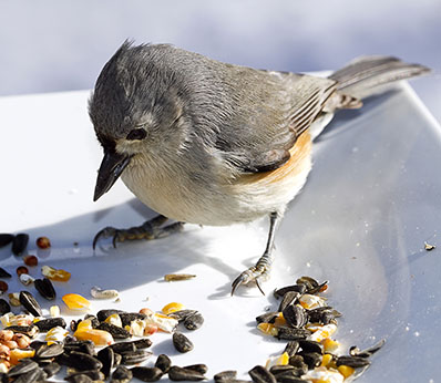 tufted titmouse at feeder