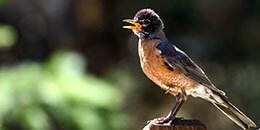 Willow Ptarmigan photo