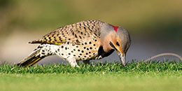 Northern Flicker photo
