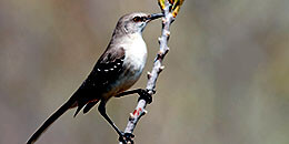 Northern Mockingbird photo