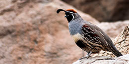 California Valley Quail photo