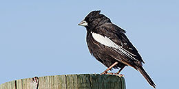Lark Bunting photo