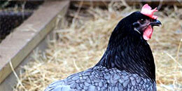 Blue Hen Chicken photo