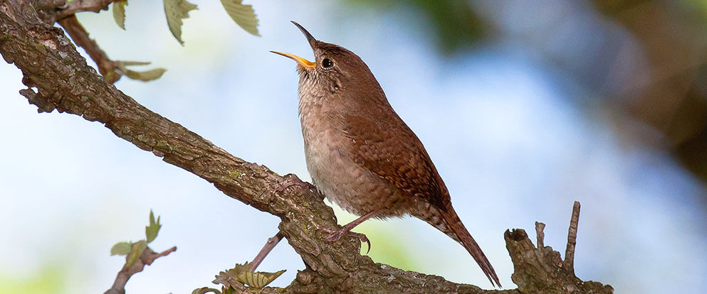 House Wren
