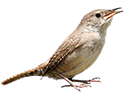 House Wren