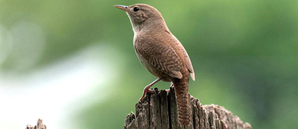 resting house wren