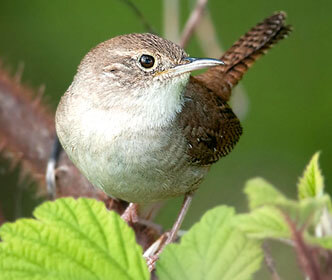 House Wren