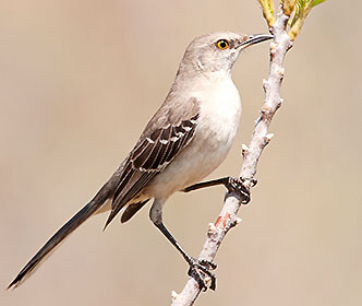 Northern Mockingbird
