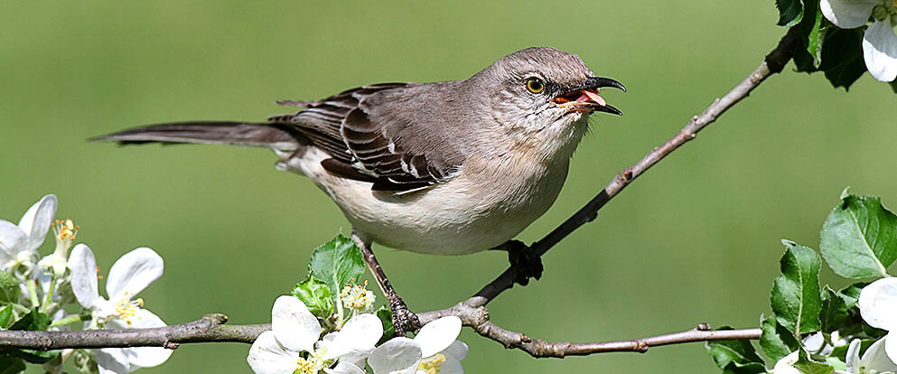 Northern Mockingbird