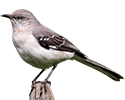 Northern Mockingbird