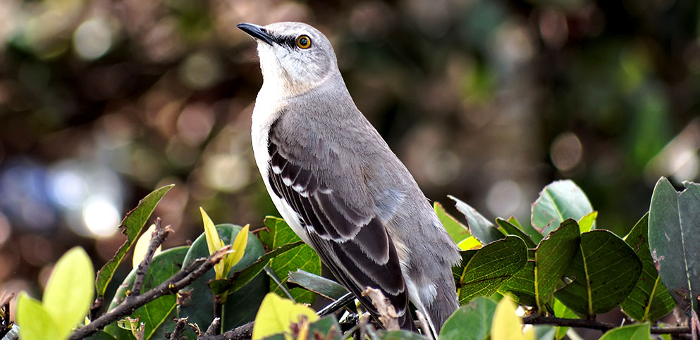 northern mockingbird in a tree