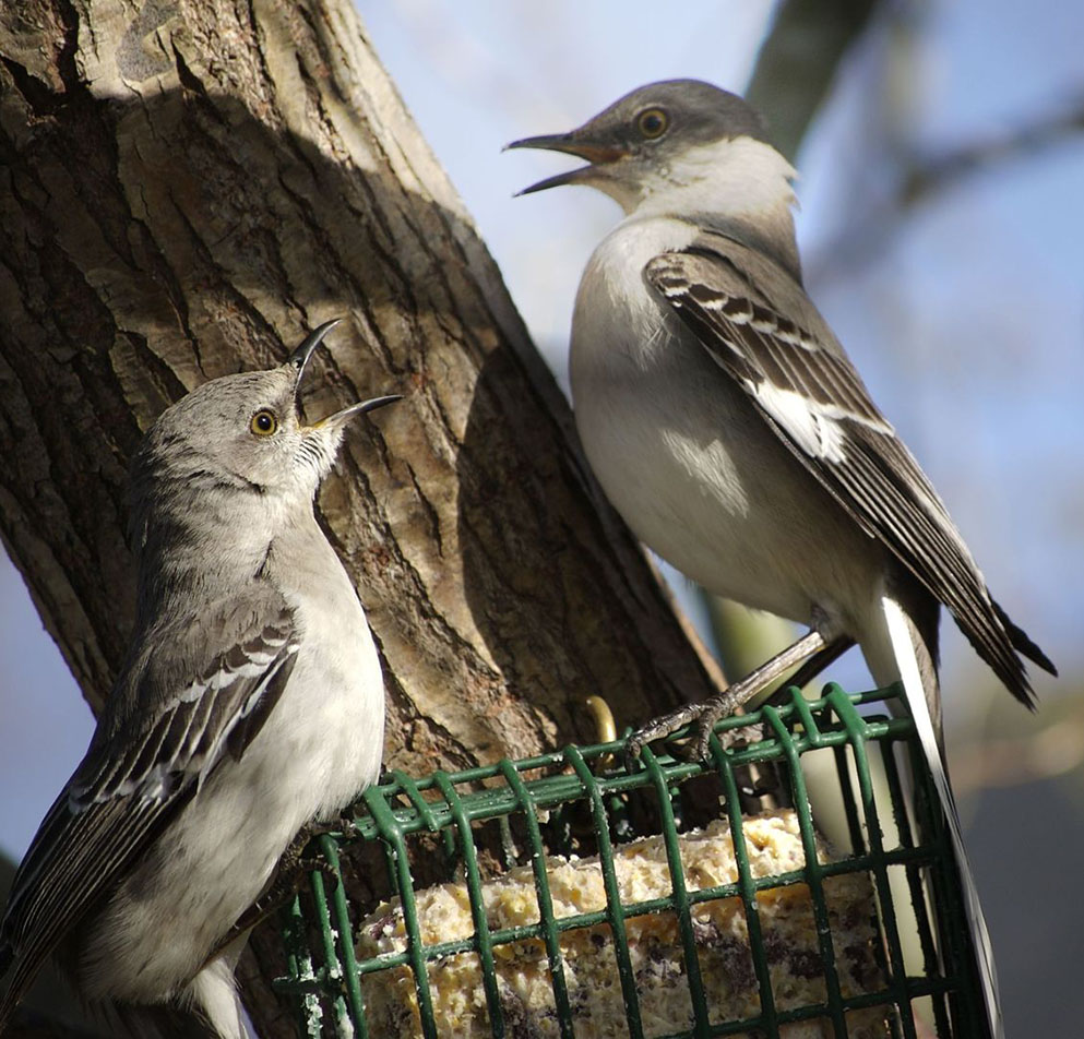 northern mockingbirds at a suet bird feeder