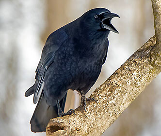 American Crow
