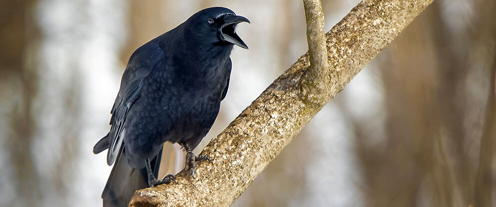 American Crow