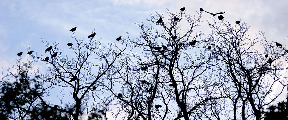 flock of crows in a tree