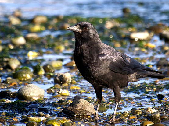 crow getting a drink of water from a stream