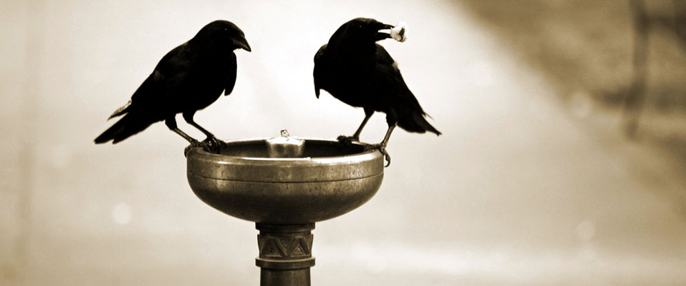 crows eating popcorn and crows sitting at a bird bath