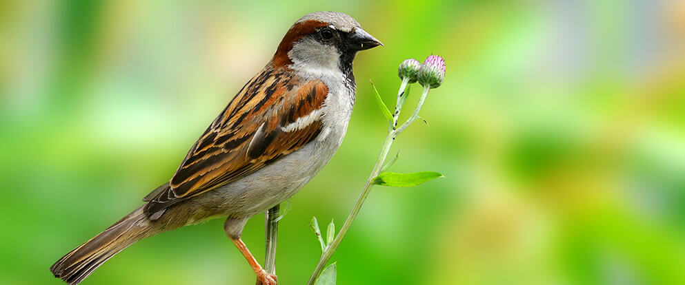 House Sparrow