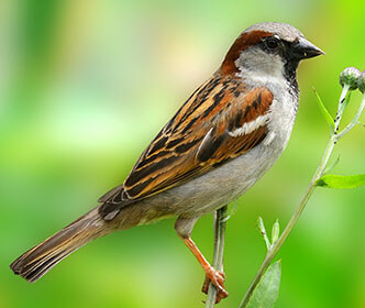 House Sparrow